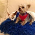 MAMA MARLENE'S DOGGY CARE HOME F/T dog boarding & pet sitting