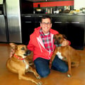 StarBarks - In the Heart of WeHo dog boarding & pet sitting