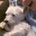 Rachel's tender, love'n care! dog boarding & pet sitting