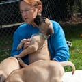 Daynakin Large Giant Breed Dog Care dog boarding & pet sitting