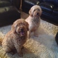 We Love Our Doodles and All Dogs! dog boarding & pet sitting