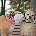 Just Like Home! F/T Quality Care dog boarding & pet sitting