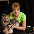 #1 PRO PET SERVICE in Houston dog boarding & pet sitting