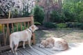 Nala's Main Line Doggie Daycare dog boarding & pet sitting