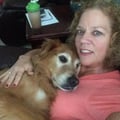 Lovable Golden Loves Friends! dog boarding & pet sitting