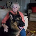 Joan's Creature Comforts dog boarding & pet sitting