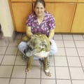 Amanda`s Compassionate Pet Care,inc dog boarding & pet sitting