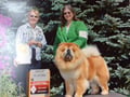 Over 30 years of expert dog care dog boarding & pet sitting
