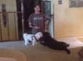 The Dido Dog Resort dog boarding & pet sitting