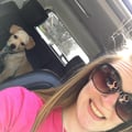 Brittany's Waggin Good Time dog boarding & pet sitting