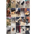 Chelsea's Place for Dogs dog boarding & pet sitting