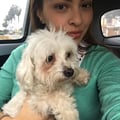 Welcm 2 Chiquis home in Plantation! dog boarding & pet sitting