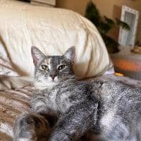 Sitter Profile Image: Remy S.