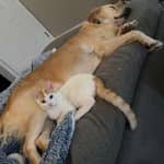 Sitter Profile Image: Alison H.