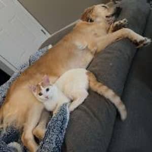 Sitter Profile Image: Alison H.