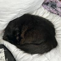 Sitter Profile Image: Nicholas G.