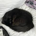 Sitter Profile Image: Nicholas G.