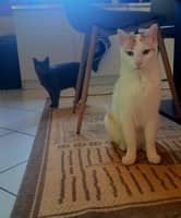 Sitter Profile Image: Duplan A.