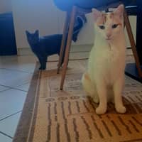 Sitter Profile Image: Duplan A.