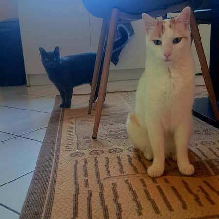 Sitter Profile Image: Duplan A.