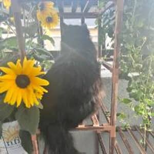 Sitter Profile Image: Alexsaundria B.