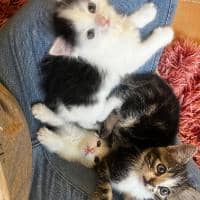 Sitter Profile Image: Jessica W.