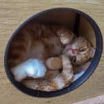 Sitterprofilbild: Rich B.