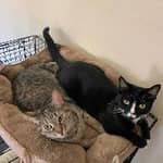 Sitter Profile Image: Natalie I.