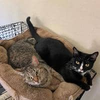 Sitter Profile Image: Natalie I.