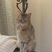 Sitter Profile Image: Emma S.