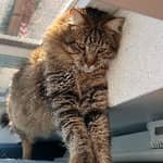 Sitter Profile Image: Noémie P.