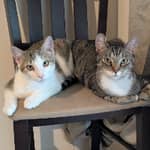 Photo de profil du pet sitter : Vigneshwaran S.