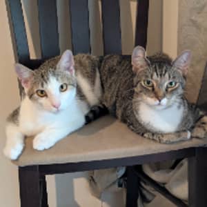 Photo de profil du pet sitter : Vigneshwaran S.