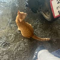 Sitter Profile Image: Nicole H.