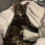 Sitter Profile Image: Hannah P.