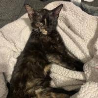 Sitter Profile Image: Hannah P.