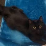 Sitter Profile Image: Imène F.