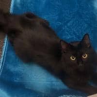 Sitter Profile Image: Imène F.