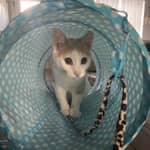 Sitter Profile Image: Ian D.