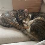 Sitter Profile Image: Abigail G.