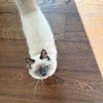 Sitter Profile Image: Enrica M.