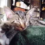 Sitter Profile Image: Ashleigh C.