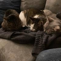 Sitter Profile Image: Sara C.