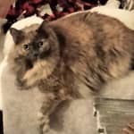 Sitter Profile Image: Jessica K.