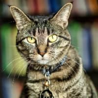 Sitter Profile Image: Kim M.