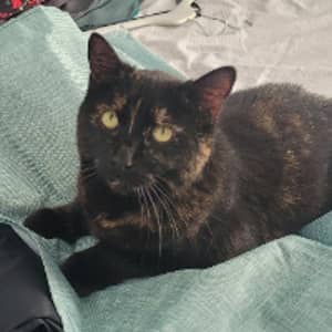 Sitter Profile Image: marylene a.