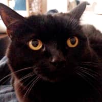 Sitter Profile Image: Pamela D.