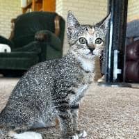 Sitter Profile Image: Faith T.