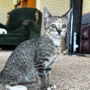 Sitter Profile Image: Faith T.