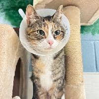 Sitterprofilbild: Tori N.